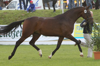 StPrSt. SMILY II v. Saverio / Amboséli (GbR Kretschmar, Wilhelminenhof).